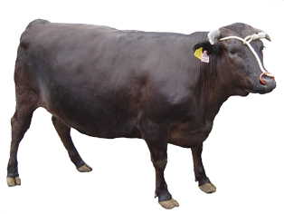 乐鱼入口:陈祥福：以健康为本